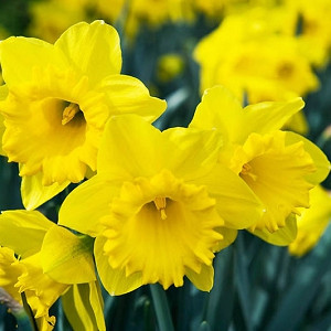 Narcissus Dutch master, Daffodil 'Dutch Master', Trumpet Daffodil 'Dutch Master', Trumpet Daffodil, Spring Bulbs, Spring Flowers, Trumpet Narcissus group, yellow flowers, spring flowering bulbs, award-winning daffodil